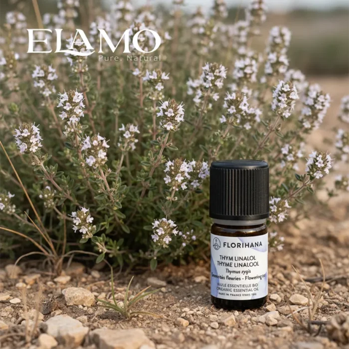 Butelka Florihana przy kwitnącym Thymus zygis – naturalne siedlisko, białe kwiaty