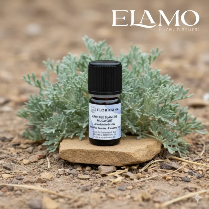 Buteleczka olejku bylica biała Florihana na kamieniu w naturalnym środowisku stepowo-pustynnym, młoda siewka Artemisia herba-alba w tle