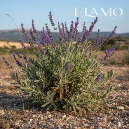 Krzew lawendy spikowej w naturalnym siedlisku – surowiec dla olejku Florihana