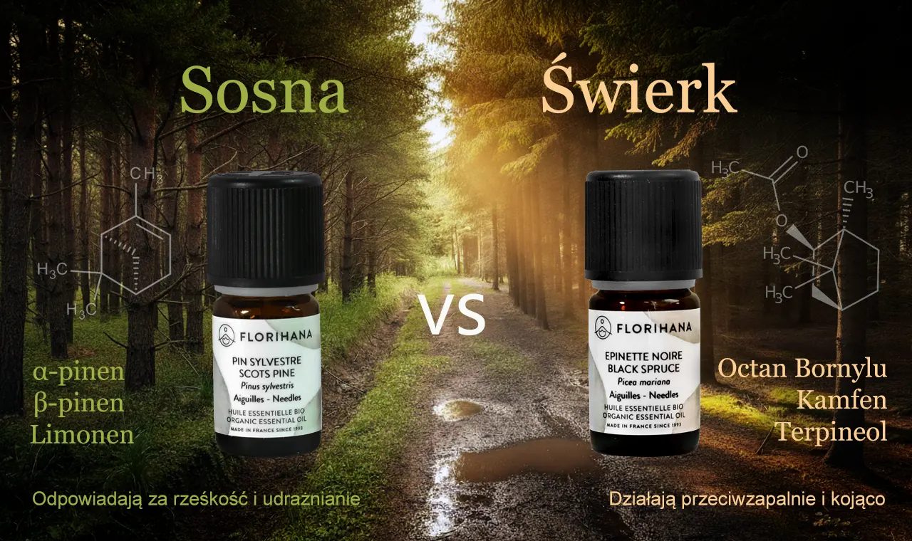 Infografika "olejek sosnowy czy świerkowy" porównująca składniki aktywne olejków eterycznych Florihana: sosnowego (alfa-pinen, beta-pinen, limonen) i świerkowego (octan bornylu, kamfen, terpineol). W tle ścieżka w lesie iglastym.