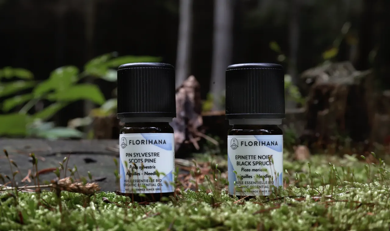 Olejek sosnowy czy świerkowy Florihana ustawione na mchu w lesie – porównanie zapachu i właściwości olejków iglastych