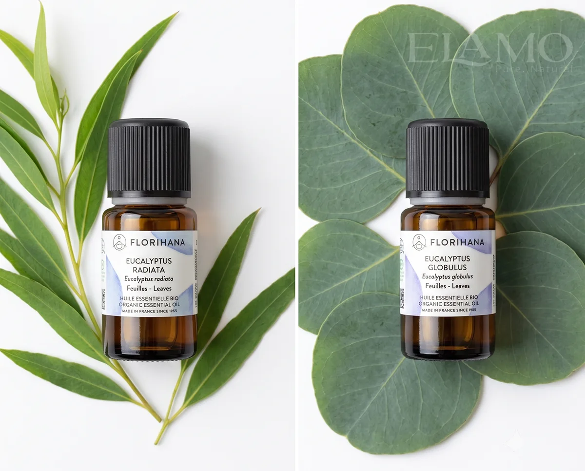 Porównanie smukłych liści Eucalyptus radiata z okrągłymi liśćmi Eucalyptus globulus wokół buteleczek olejków Florihana